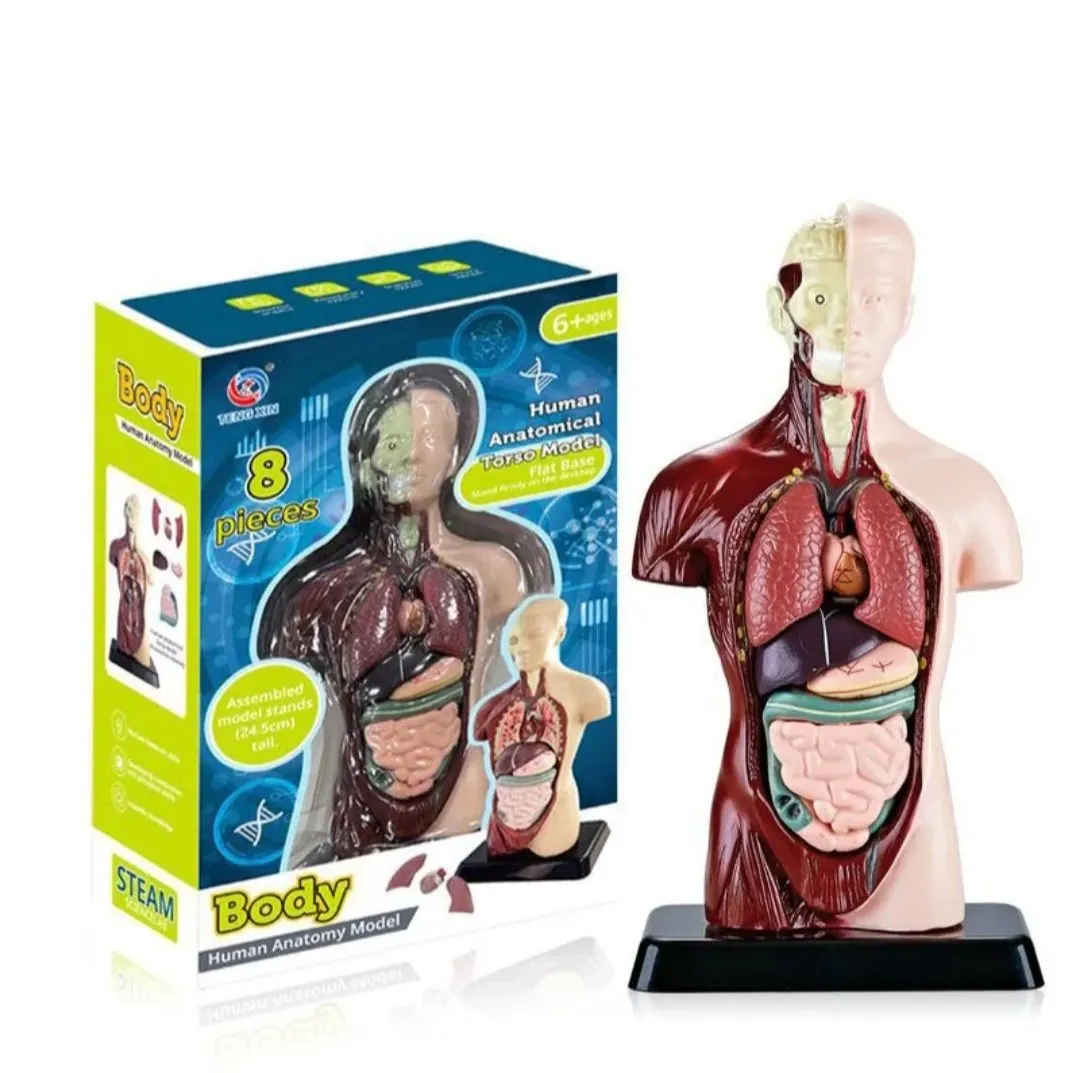 3D Assembled Human Anatomy Model Skeleton, Interactive Scientific Kit for Kids